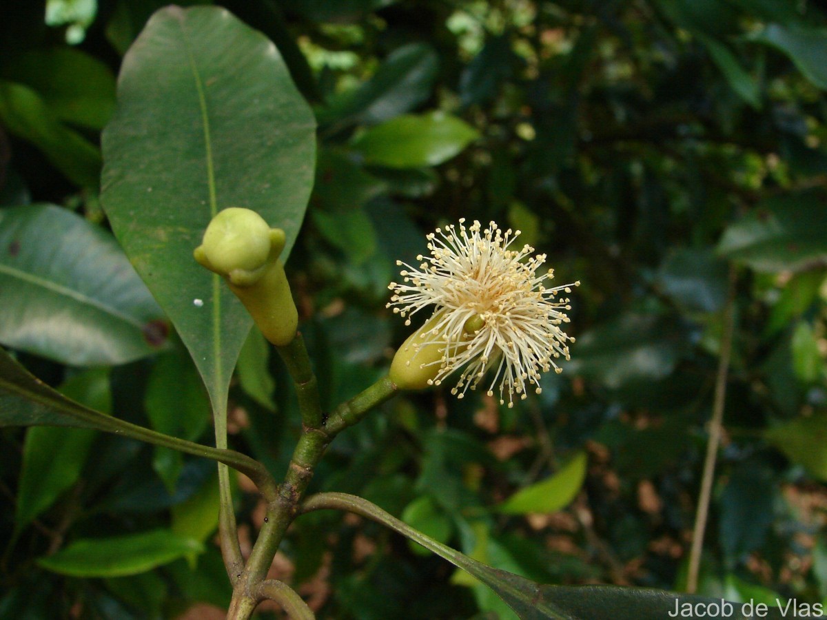 Syzygium aromaticum (L.) Merr. & L.M.Perry